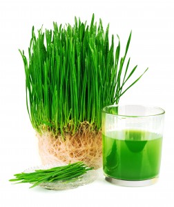 Wheatgrass juice with sprouted wheat on the plate isolated on white background